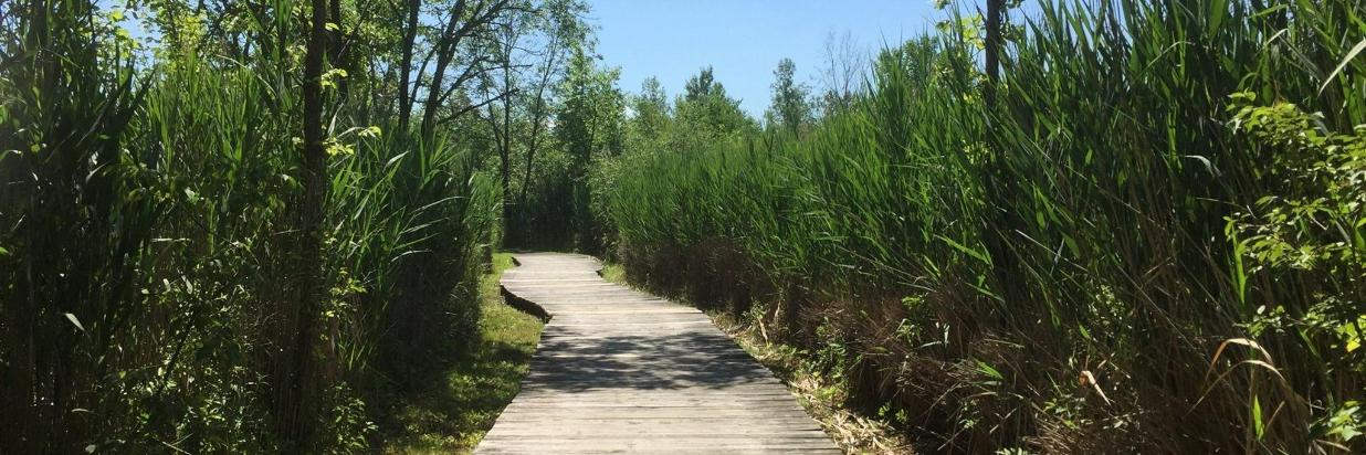 view of boardwalk on the half-mile nature trail at The Century House hotel and restaurant, perfect for bird watching
